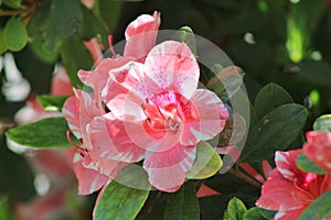 Closeup of group of pink and white blooms.