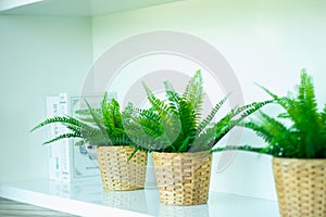 Closeup group of plastic tree in the bamboo baskets on the white background