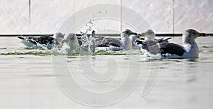 Closeup of a group of seagulls floating on the water's surface.