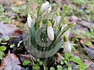 Closeup a group of snowdrops, Galanthus nivalis, in the garden, after rain and just before the petals open. The first sign of spri