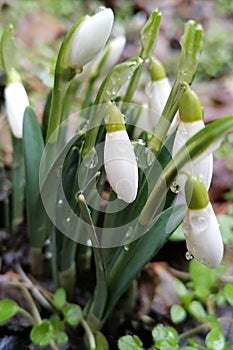 Closeup a group of snowdrops, Galanthus nivalis, after rain and just before the petals open. The first sign of spring