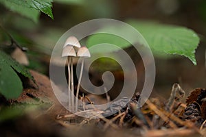 Closeup of group of three small white fungi growing under leaves