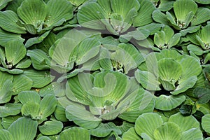 Closeup, group of water lettuce floating on a pond. Droplets on leaves.