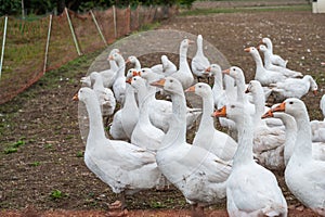 Closeup of a group of white geese on a farm