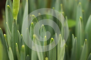 Wild daffodil buds in a forest