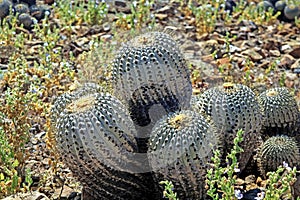 Closeup of group wild natural cacti (Copiapoa tenebrosa cinerea) on dry rocky stony ground - Chile, Pacific ocean photo