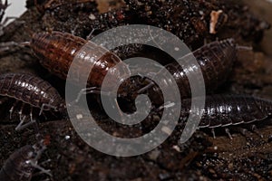 Closeup of a group of woodlice on the wet soil