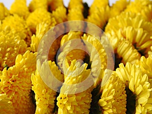 Closeup and group of yellow color Indian Chrysanthemum flower garland isolated on white background