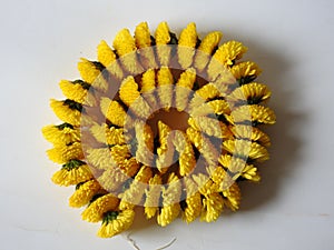 Closeup and group of yellow color Indian Chrysanthemum flower garland isolated on white background