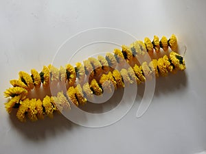 Closeup and group of yellow color Indian Chrysanthemum flower garland isolated on white background