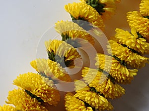 Closeup and group of yellow color Indian Chrysanthemum flower garland isolated on white background