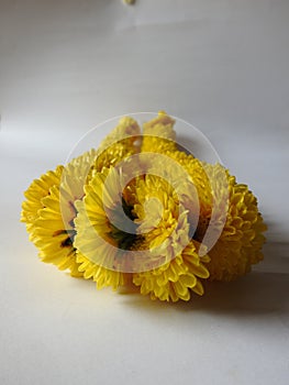 Closeup and group of yellow color Indian Chrysanthemum flower garland isolated on white background