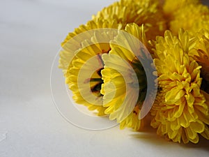 Closeup and group of yellow color Indian Chrysanthemum flower garland isolated on white background