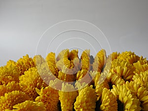 Closeup and group of yellow color Indian Chrysanthemum flower garland isolated on white background