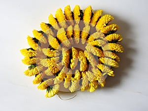 Closeup and group of yellow color Indian Chrysanthemum flower garland isolated on white background