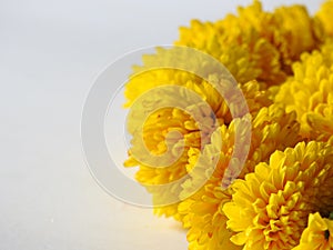 Closeup and group of yellow color Indian Chrysanthemum flower garland isolated on white background