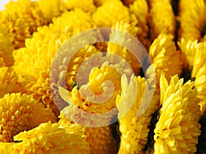 Closeup and group of yellow color Indian Chrysanthemum flower garland isolated on white background