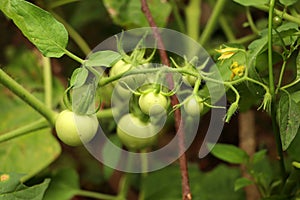 Closeup group of young green tomatoes growing in greenhouse