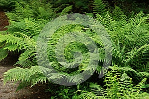 Closeup on a grouped aggregation of green Lady ferns, Athyrium filix-femina