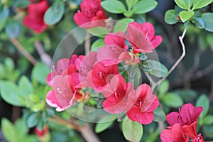 Closeup of grouping of solid red flowers.