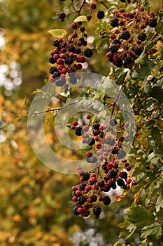 Closeup of growing blackberries