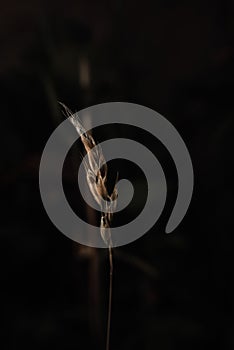 Closeup of growing bromus hordeaceus plant