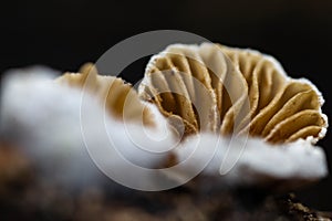 Closeup of growing Crepidotus variabilis