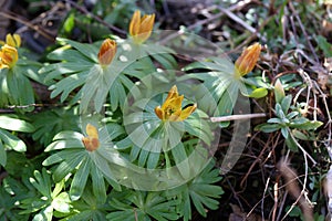 Closeup of growing Eranthis hyemalis flowers