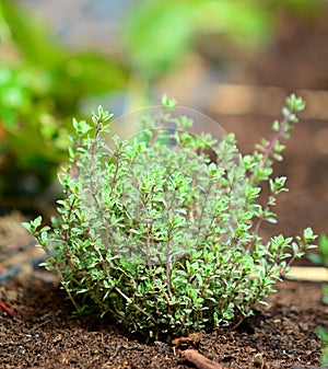 Growing thyme plant in the ground