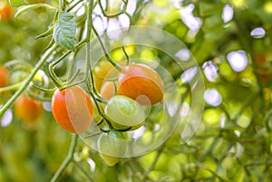 Closeup of growing grape tomatoes