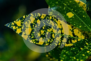 Closeup of the growing green leaves with yellow spots