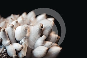 Closeup of growing king oyster mushrooms in front of black background, fungiculture