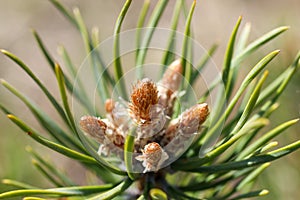 Closeup of growing little cones on a pine branch with fresh green needles in a sunlight