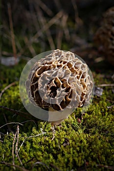 Closeup of growing Morchella mushroom surrounded by grass