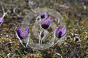 Closeup of growing pasqueflowers in early spring
