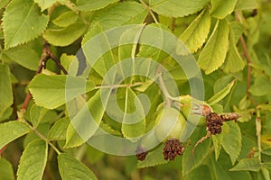 Closeup of growing Rosa Caninae with green leaves