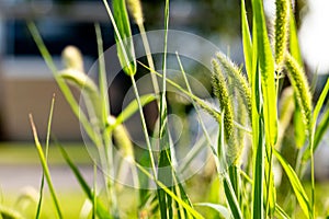 Closeup of growing Setaria in blurred background