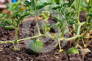 Closeup of growing small green striped watermelon in farmer\'s hand