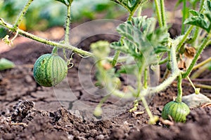 Closeup of growing small green striped watermelon in farmer\'s hand