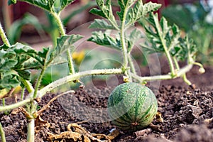 Closeup of growing small green striped watermelon in farmer\'s hand