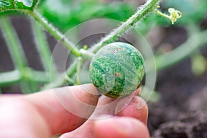 Closeup of growing small green striped watermelon in farmer's hand