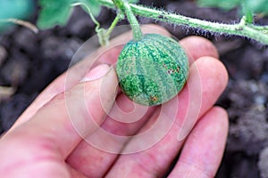 Closeup of growing small green striped watermelon in farmer's hand