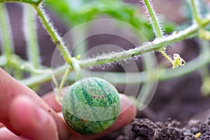 Closeup of growing small green striped watermelon in farmer's hand