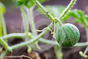 Closeup of growing small green striped watermelon in farmer\'s hand