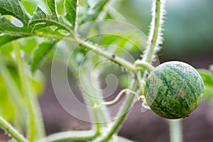 Closeup of growing small green striped watermelon in farmer\'s hand