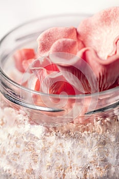 Closeup, growing up of Pleurotus djamor into a glass container, fungiculture at home