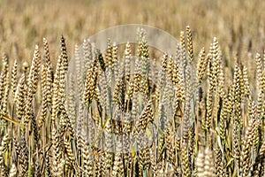 Closeup of growing wheats in field