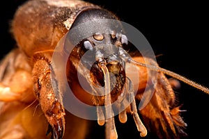 Closeup gryllotalpidae on black background