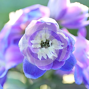 Guardian Blue Delphinium Flower Closeup in the Summer Perennial Garden