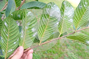 Closeup of guava leaves with white pest whiteflies infestation. Guava farming pest management.